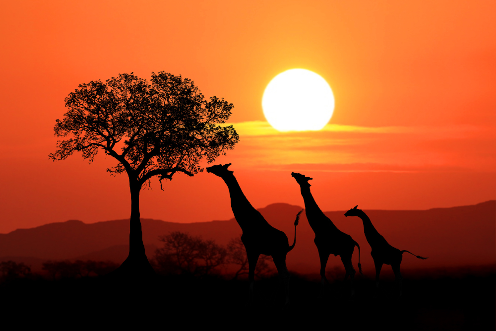 <p>4 Real Reasons to Hire a Car in Kenya</p><br>