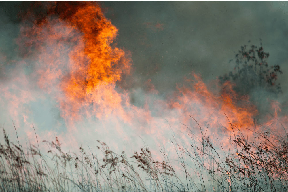 <p>Temporary Closure of Our Izmir Branch Due to Ongoing Wildfires</p><br>