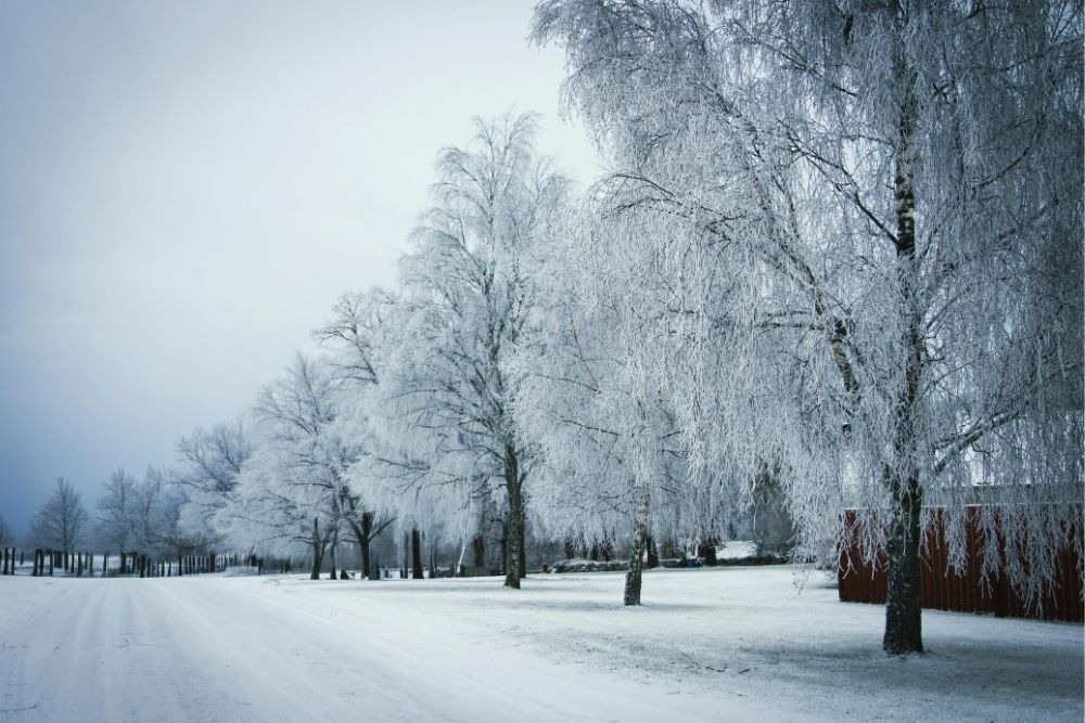 <p>What Kind of Christmas Is Right for You?</p><br>